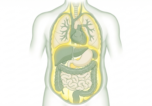 Graisse Viscérale : La Graisse Invisible Qui Te Tue (Et Comment S'en Débarrasser)